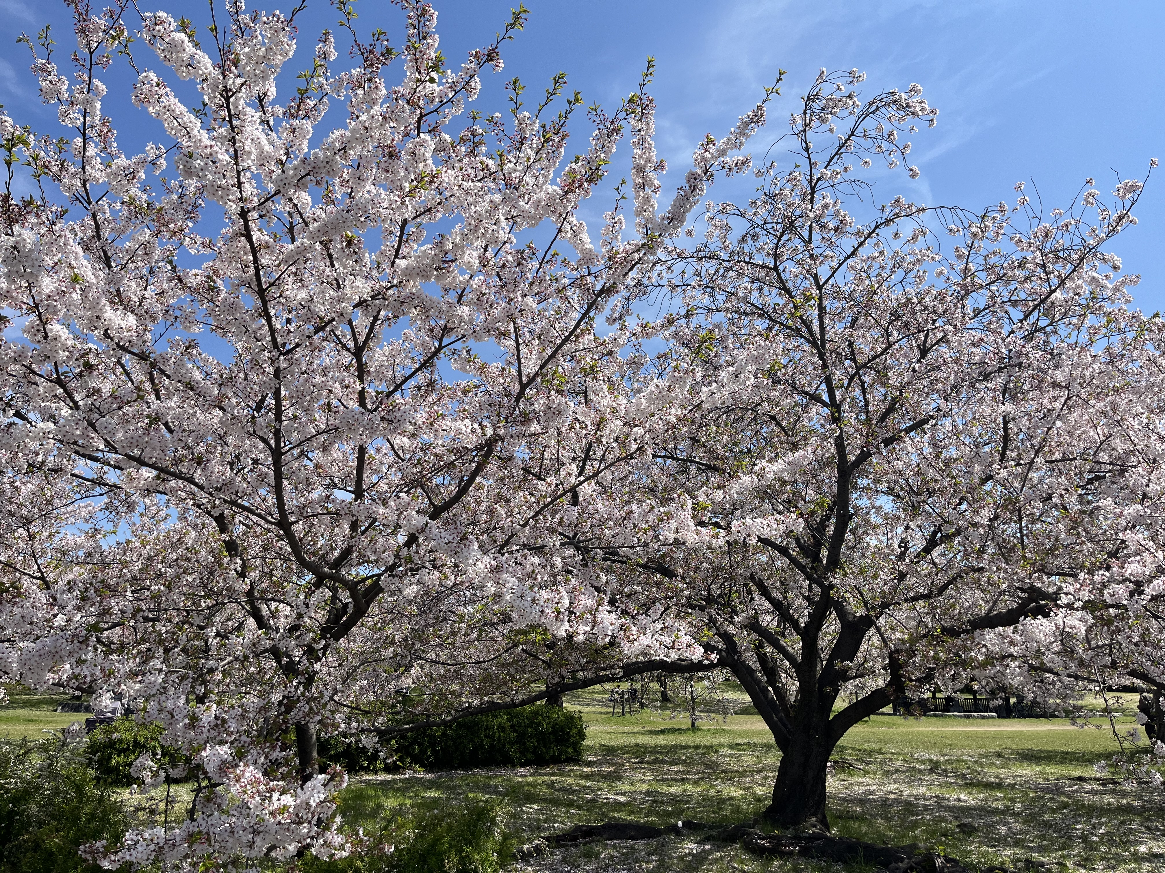 まなび中央公園さくら🌸の開花状況 | 一般財団法人 岸和田市公園